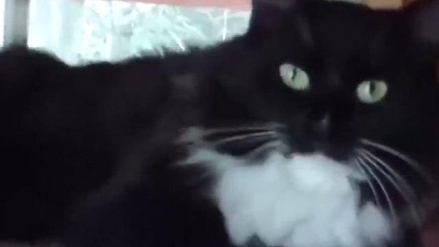 猫和黄鼠狼谁灭鼠能力更强？猫咪技巧占优，黄鼠狼性情凶猛