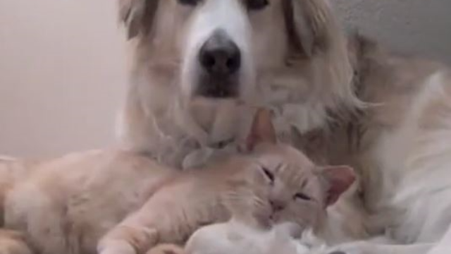 猫咪和狗狗依偎在一起, 画面十分有爱, 令人暖心