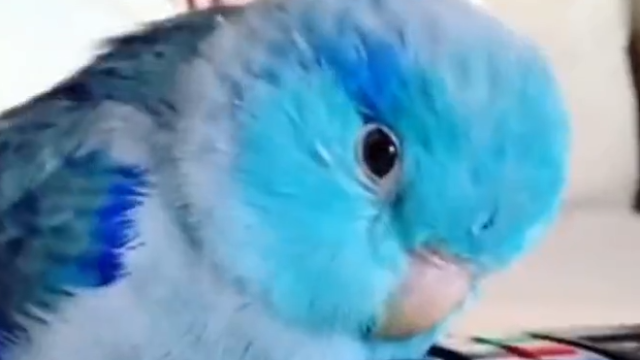 b3e6ee0c4d8b5283e53fcda5fc38e5423863a6b2_size281_w640_h360.png