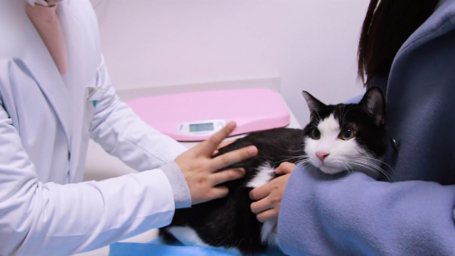 宠物猫为救流浪猫，乖乖被医生抽了一管血，令人感动又心疼