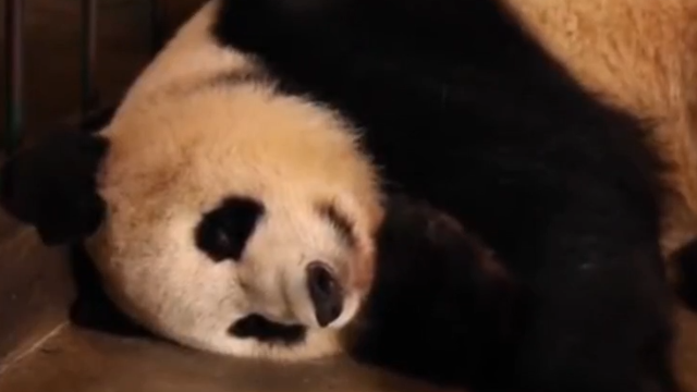 大熊猫喝完盆盆奶，忘了自己是妈妈，从它怀里抱走熊孩子都不知道