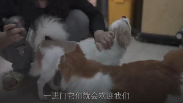 广州夫妻开宠物用品淘宝店，所有收入救助流浪动物，坚持了5年.