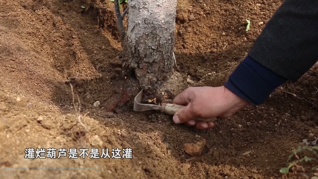 果树如何正确灌根
