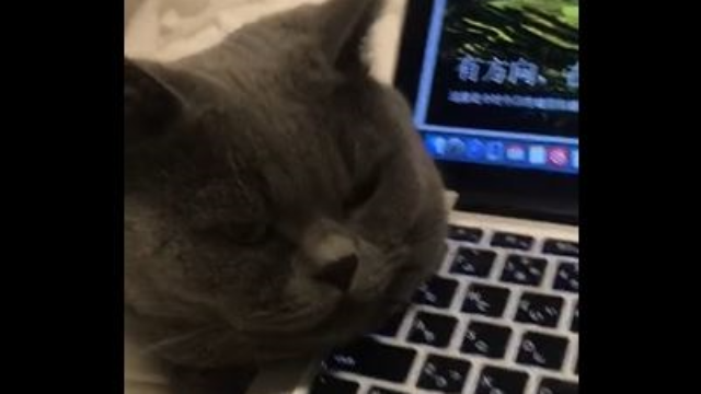 猫咪打扰主人工作，主人竟然这么对它，真是太逗了！
