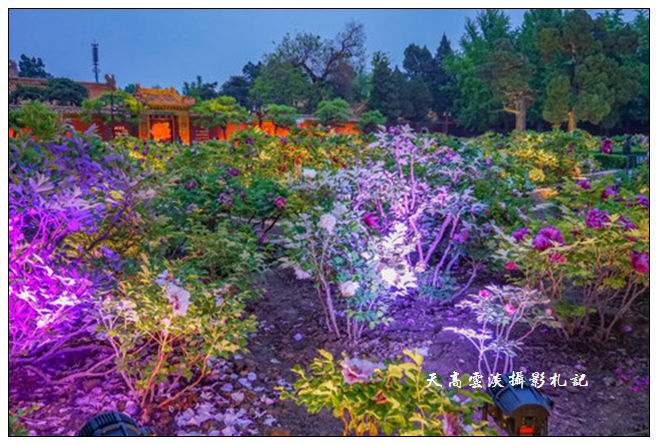 夜赏牡丹,走入景山公园