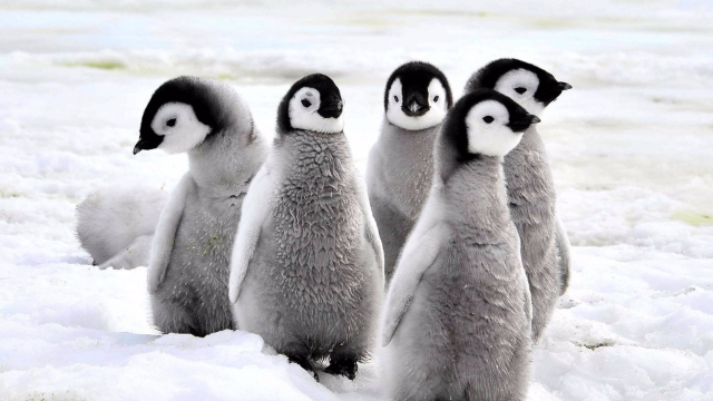 为什么北极没有企鹅,而南极恰好也没有南极熊