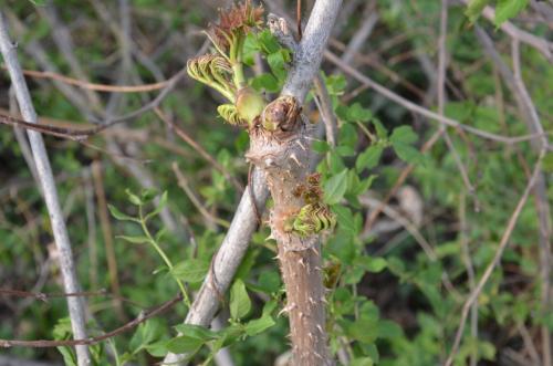 刺嫩芽(aralia elata seem,属多年生落叶小乔木,别名:刺龙芽,刺老芽