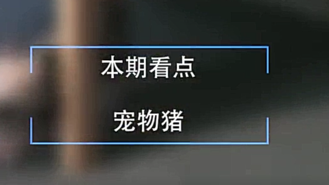 为什么宠物猪养到三百斤后，人们反而不愿吃它了？答案出人意料.