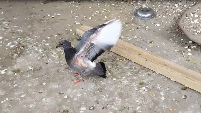 小鸽子24天会自己尝试啄食了，喂僵的小鸽子人工喂食后彻底正常