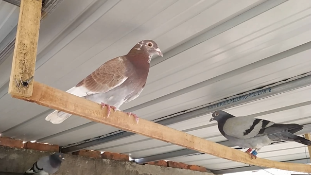 小哥绛红色鸽子原来是国血后代，一起了解下没落的国血高家绛赛鸽