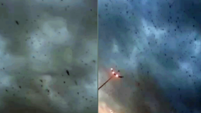 实拍：沙特阿拉伯遭受蝗灾灾害 蝗虫遮天蔽日树上“铺满”蝗虫