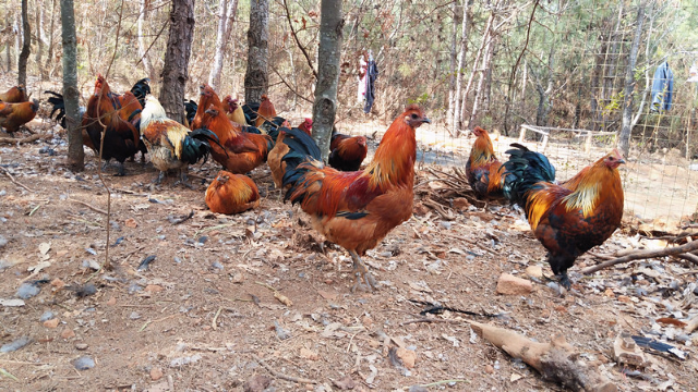 悠然在小树林生态中生长，这就保持武定壮鸡原有的野性和风格