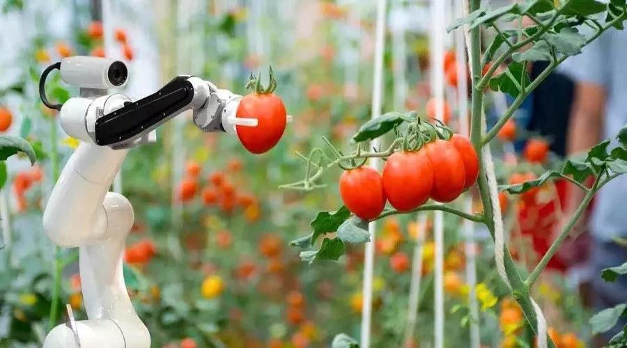 国家农业智能装备工程技术研究中心研发的草莓采摘机器人针对高架