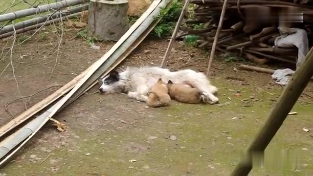 农村里的这种土狗，集市上买10元一只，你碰到会买来养吗？.
