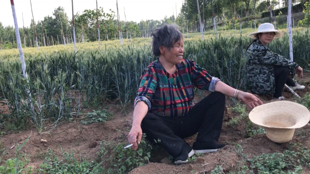 农村奶奶要过70大寿，4个外孙都要给他多少钱？听她咋说