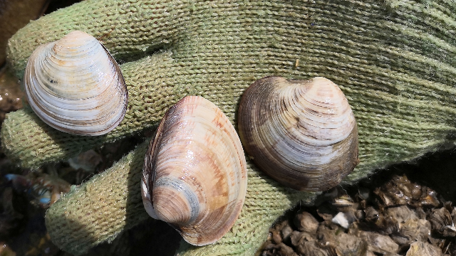 小伙赶海一路狂捡几十个大蛤蜊好过瘾