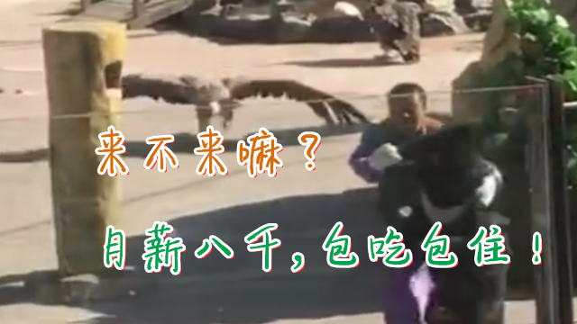 重庆方言搞笑动物配音，这黑熊怕是要遭豁惨了！