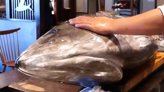 巨大蓝鳍金枪鱼分解，这刀工，你给打几分？