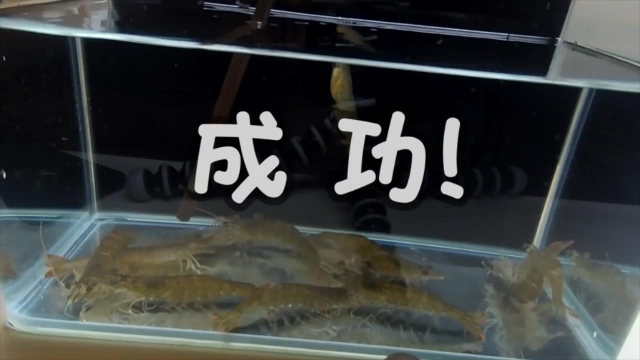 钓鱼人分享的活虾饵的保存方法