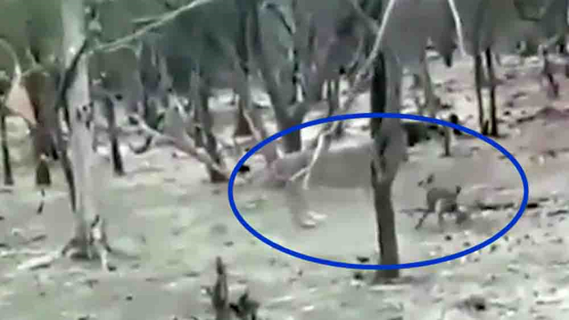 印度国家公园上演狮狗大战 画面惊心动魄