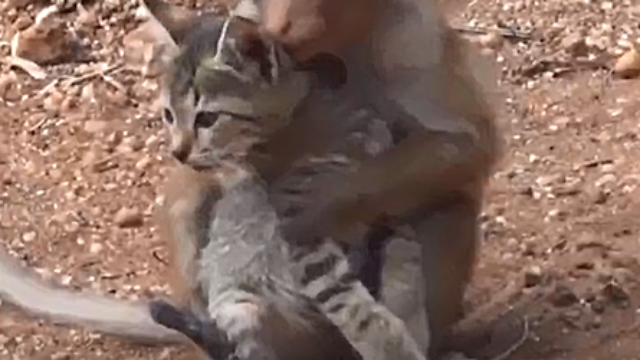 猴子抱着小猫咪，这只小猫是小猴子的宠物吗，真是一对萌宝
