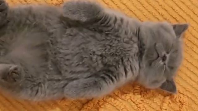 蓝猫平躺在毯子上睡觉，主人不停地捉弄它，猫咪睁开眼把主人吓怂