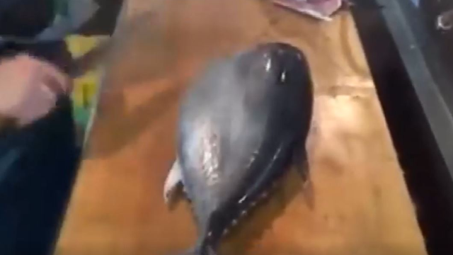 极品深海金枪鱼，看日本大厨怎样现场处理的，真的是太美味了！