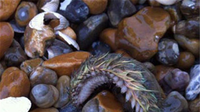 惊奇！英海滩发现彩色海毛虫