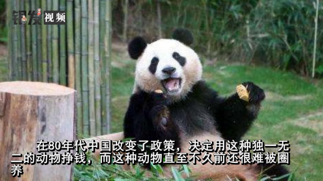 租借给外国的大熊猫，一年租金到底有多昂贵？