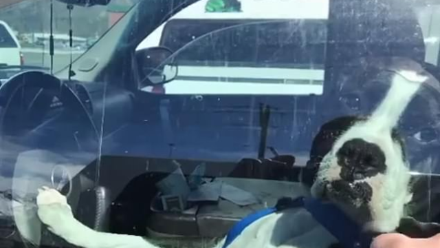 主人还不回来！焦急小狗坐驾驶座按喇叭催促