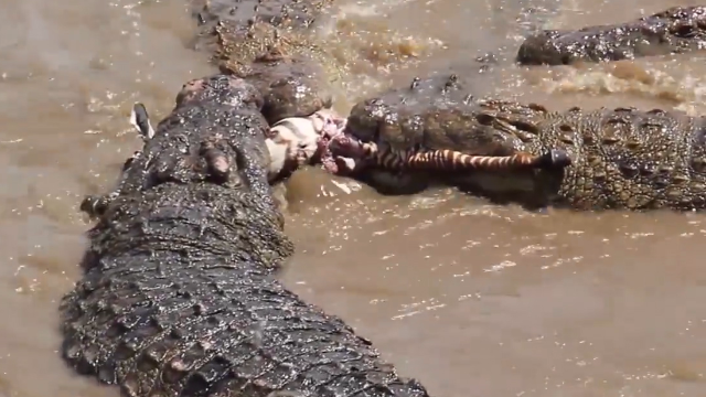 鳄鱼撕碎斑马，其中一条鳄鱼一口吞掉了斑马的头部
