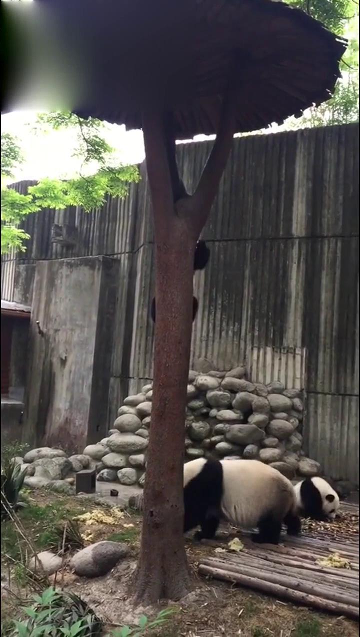 熊猫宝宝爬上树下不来，众人着急之际，熊猫妈妈的举动太有爱了