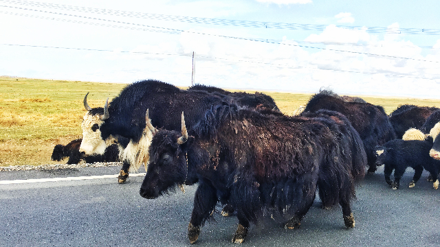 实拍高原牦牛逆行撞汽车，司机吓得不敢动
