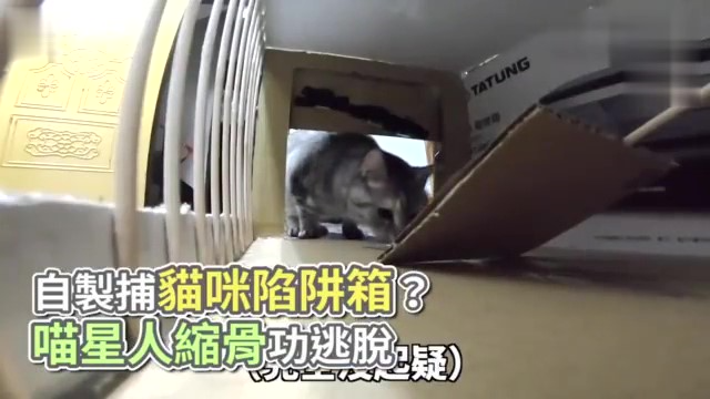 自制捕猫咪陷阱箱?实践告诉我们,猫真是水做的