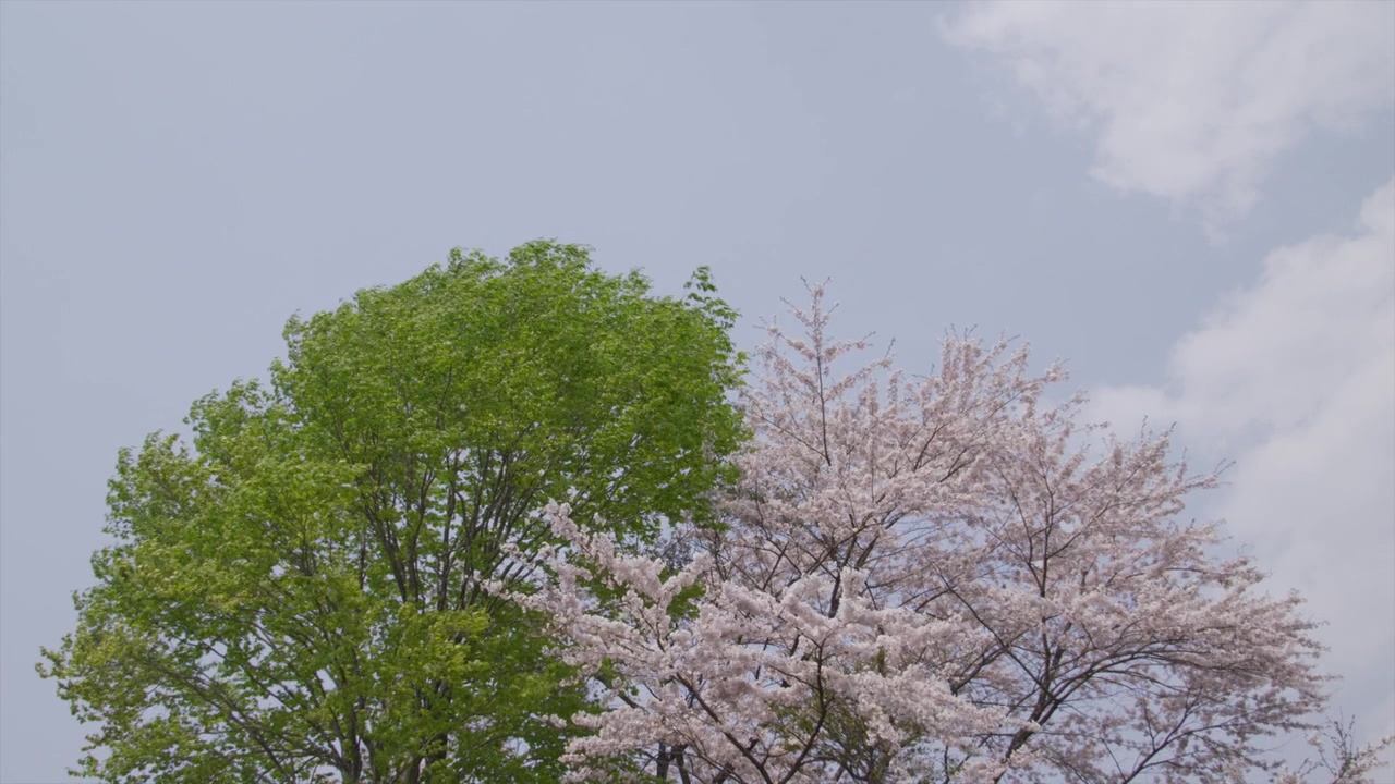 强推日本慢节奏电影《小森林》远离喧嚣,回归自然