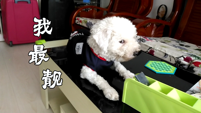 穿件新衣服，小比熊开始自我膨胀，竟然蹦到茶几上去炫耀