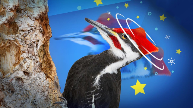 啄木鸟为什么不会脑震荡？明明每天晃脑上万次