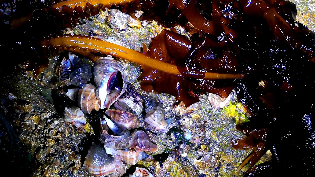 小伙晚上在日照赶海，发现5个大海螺躲石板后面“开会”一举拿下