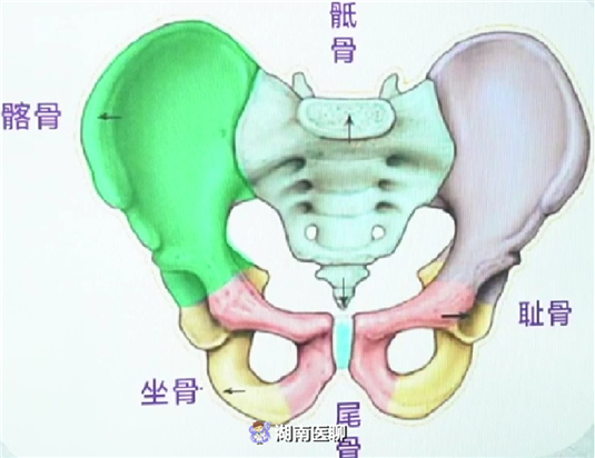 下图是骨盆解剖图,上面承托腰椎,胸椎,颈椎和头颅,下面连接下肢.