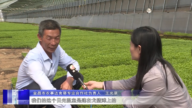 金昌：常规直播变育苗移栽 今年双湾辣椒种植面积超3万亩