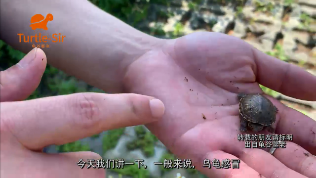 宠物龟病系列之-小乌龟感冒和肺炎的症状和处