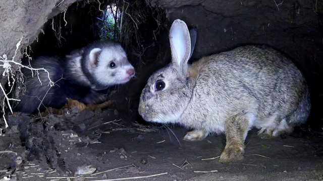 田里全是兔子打的洞，小伙用雪貂狩猎野兔，这个办法真是不错！