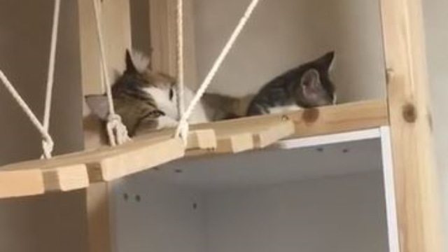 小猫咪和小伙伴在吊桥玩耍