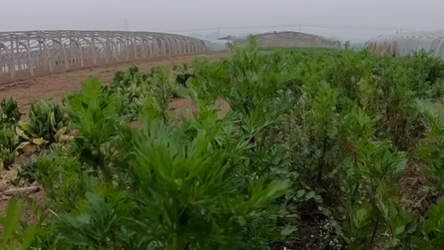 村民种了一片胡萝卜，叶子长得像香菜，很少有人认识