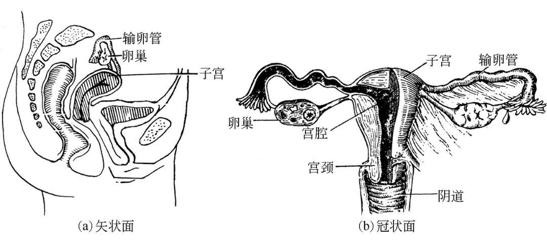 f凡女性的生殖器官,包括外阴,前庭大腺,阴道,宫颈,子宫体,输卵管