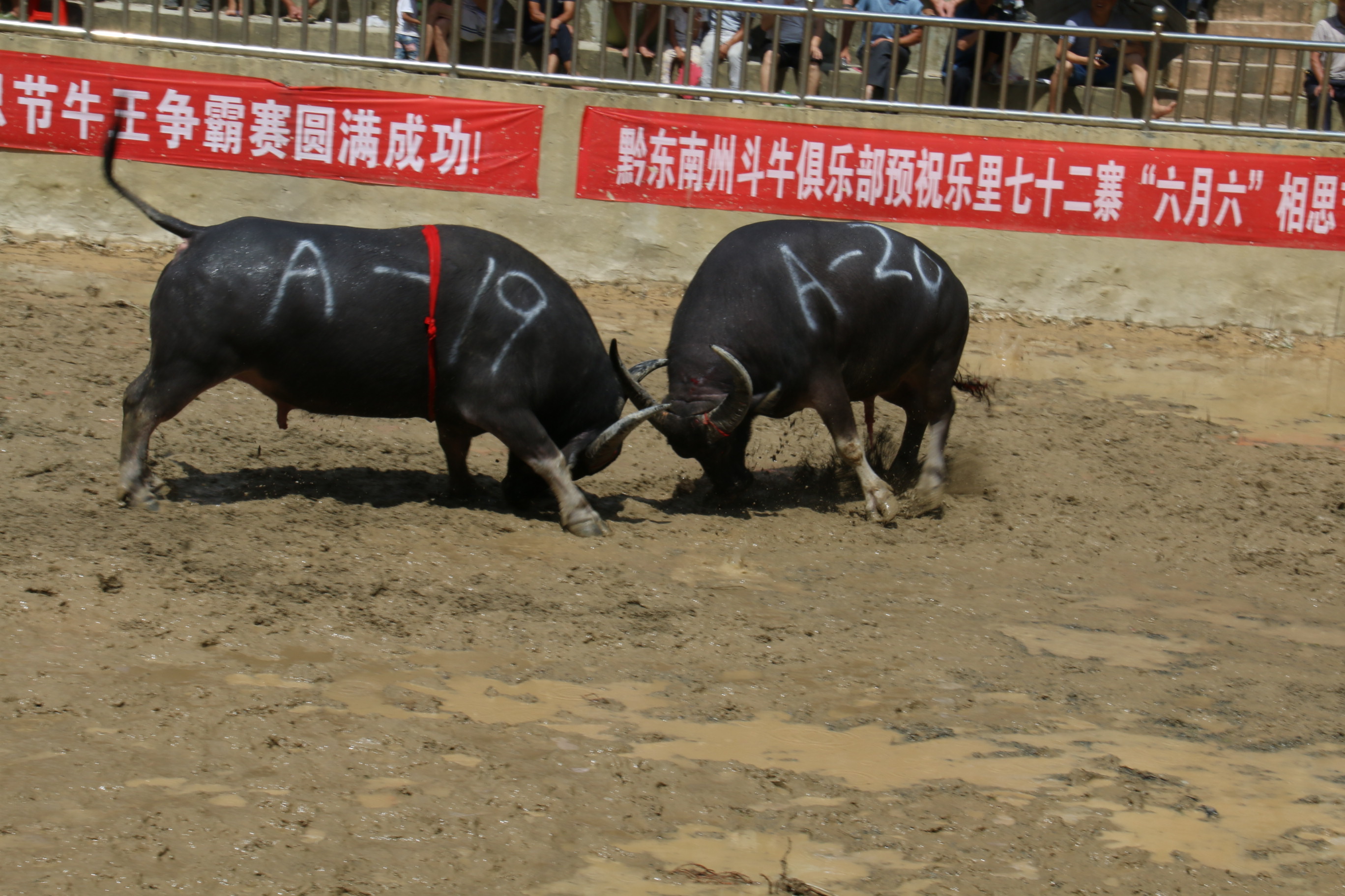 7月4日至7日,传奇牛王"擎天柱"与您相约乐里斗牛小镇