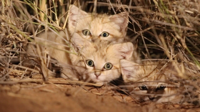 世界上最小的猫科动物之一：沙丘猫