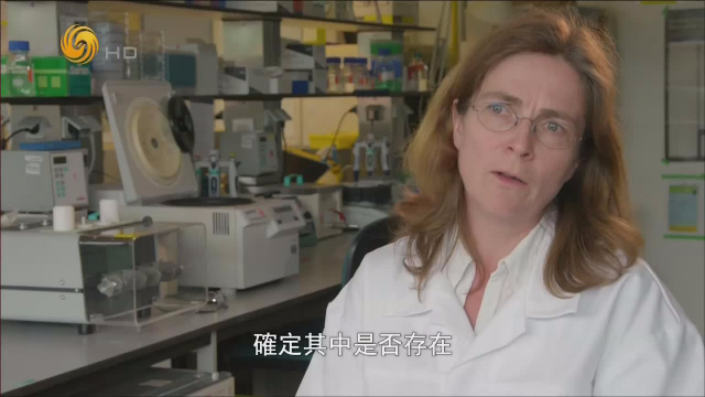 为优化杂交育种的结果，发芽的植物样本被送进实验室进行分析