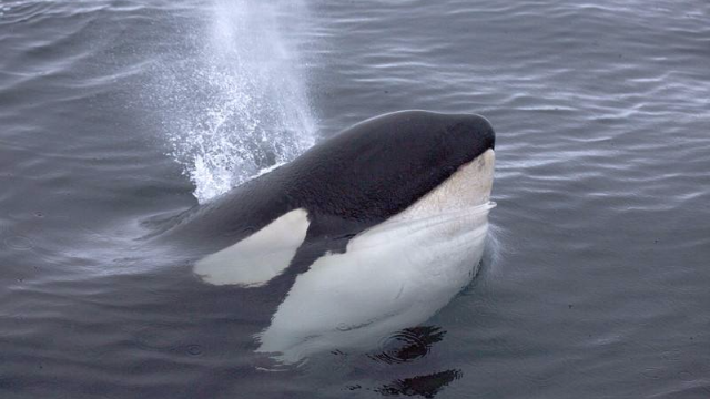 你们能够找到虎鲸的眼睛吗？