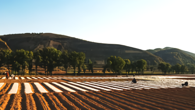 虫草花的功效和作用 注意事项有哪些